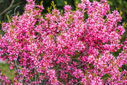 5 DWARF RUSSIAN ALMOND Prunus Tenella Rose Red Pink Fragrant Flower Shrub Seeds