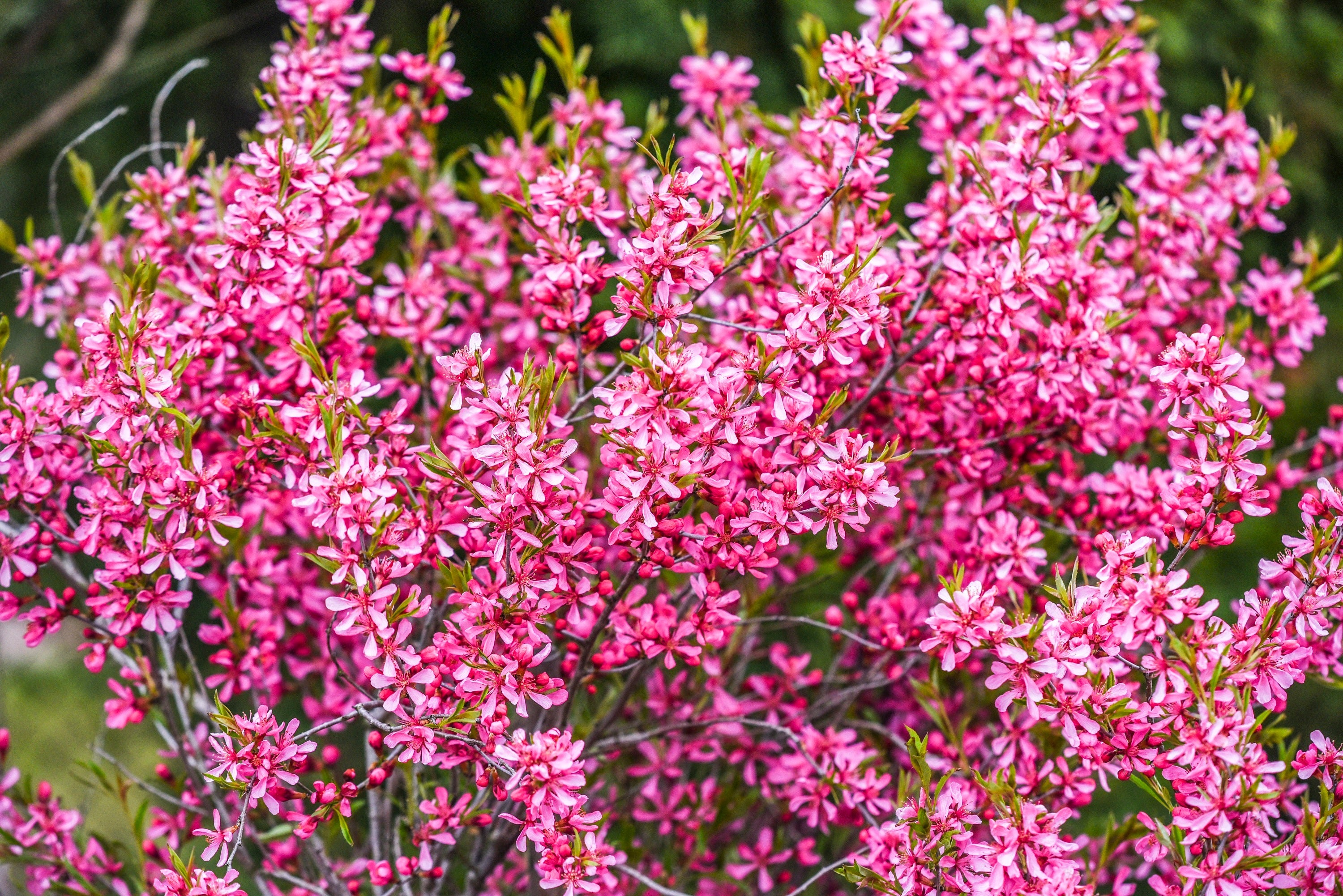 5 DWARF RUSSIAN ALMOND Prunus Tenella Rose Red Pink Fragrant Flower Shrub Seeds