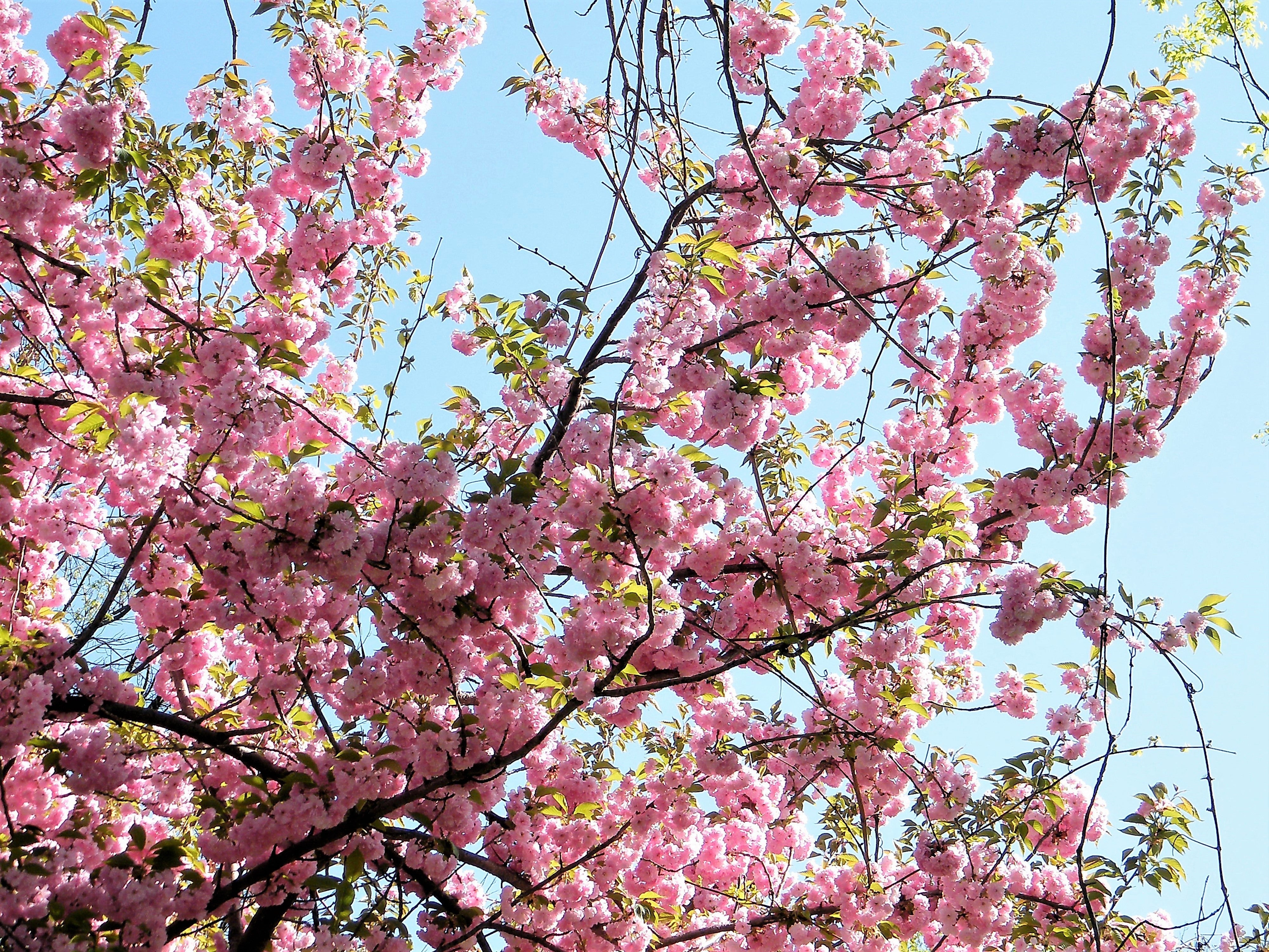 5 HIMALAYAN CHERRY Prunus Cerasoides Pink Flowers Red Fruit Tree Seeds