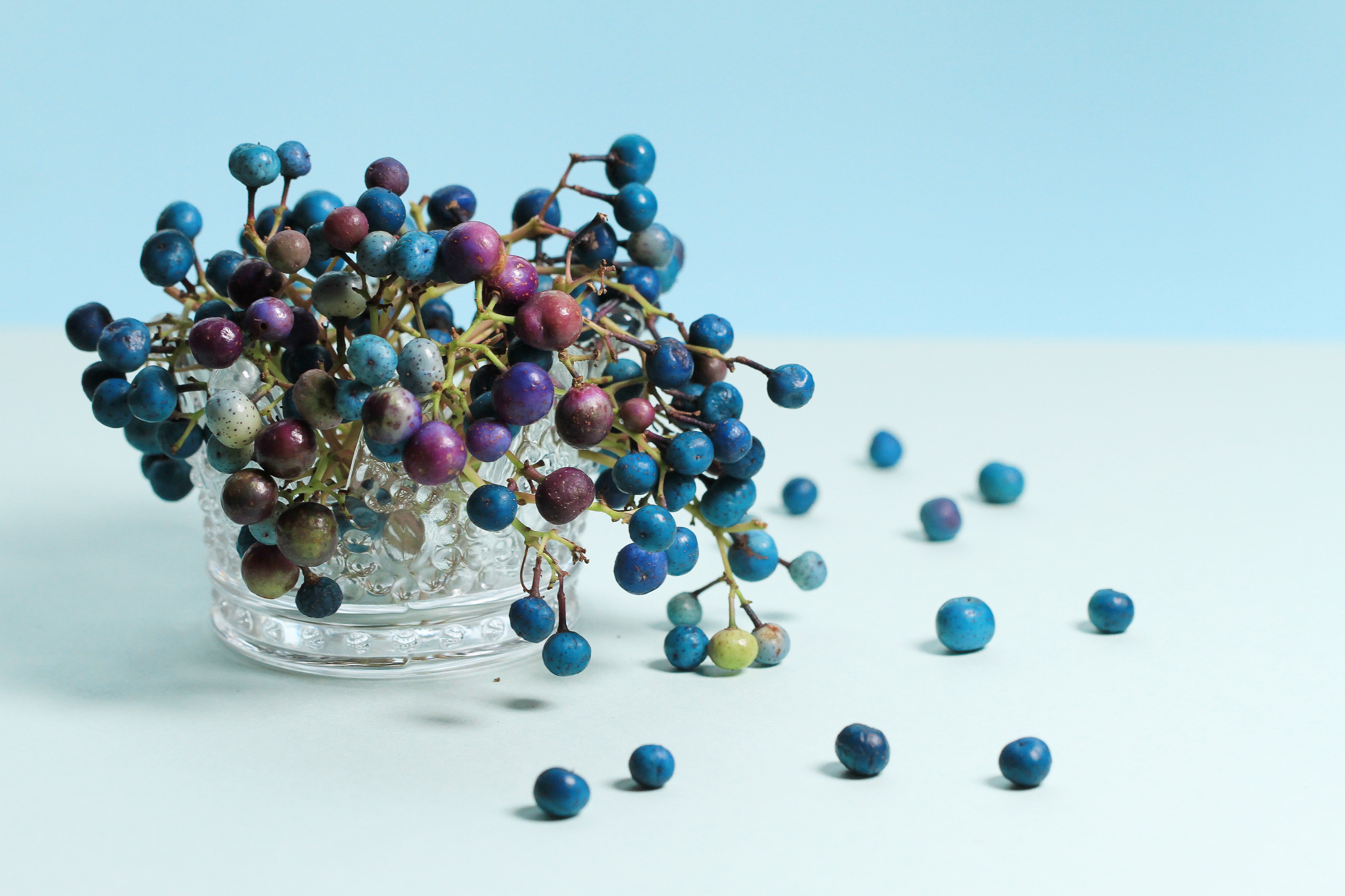 10 Variegated PORCELAIN BERRY VINE Ampelopsis Brevipedunculata Elegans Ampelopsis Glandulosa Amur Peppervine Blue Pink Purple Berries Seeds