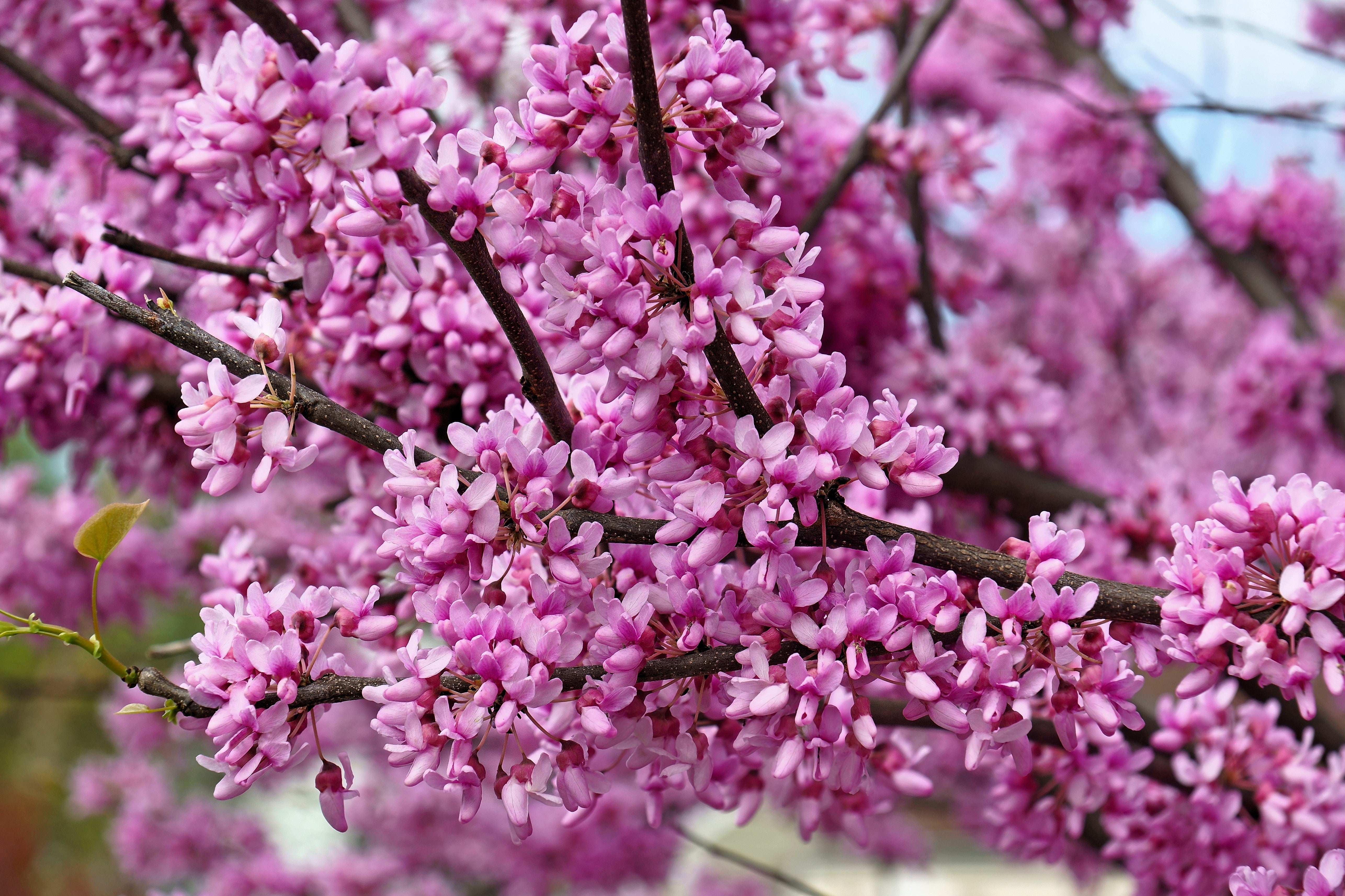 20 Eastern REDBUD TREE Cercis Canadensis Pink Flowering Native Tree Se ...
