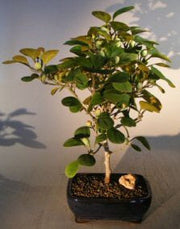 Mistletoe Fig Bonsai Tree (ficus diversifolia)