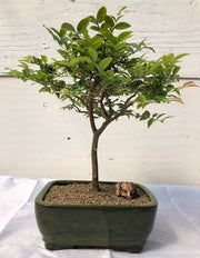 Flowering Jaboticaba Bonsai Tree - Medium (eugenia caulifora)