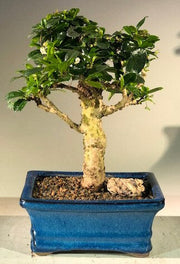 Flowering Fukien Bonsai Tree - Upright (ehretia microphylla)