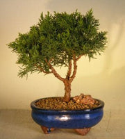 Shimpaku Bonsai Tree - Medium (shimpaku itoigawa)