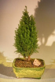 European Cypress Evergreen Bonsai Tree (chamaecypari Iawsoniana)