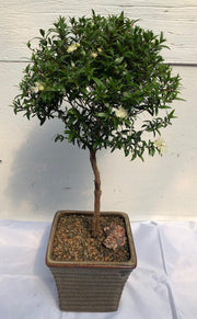 Flowering Myrtle Bonsai Tree - Large Upright Broom Style (myrtus)
