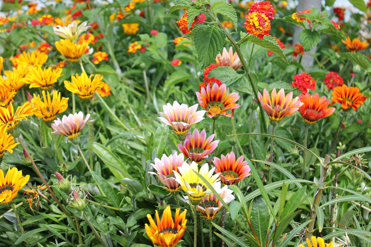 30 Mixed Colors GAZANIA Rigens Treasure Flower Seeds