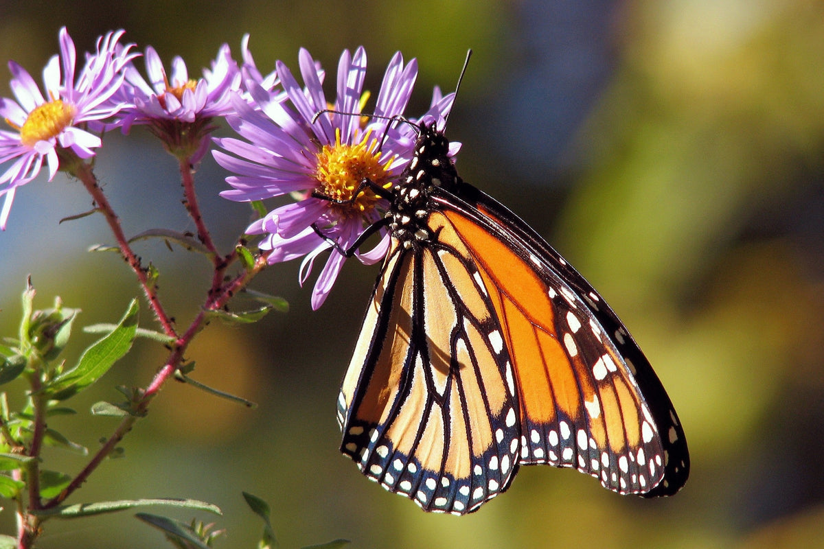 100 Purple NEW ENGLAND ASTER (Michaelmas Daisy) Aster Novae var Angliae Flower Seeds