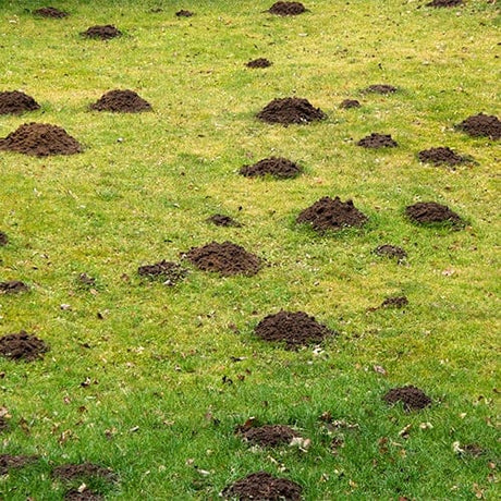 Talpirid Mole Bait