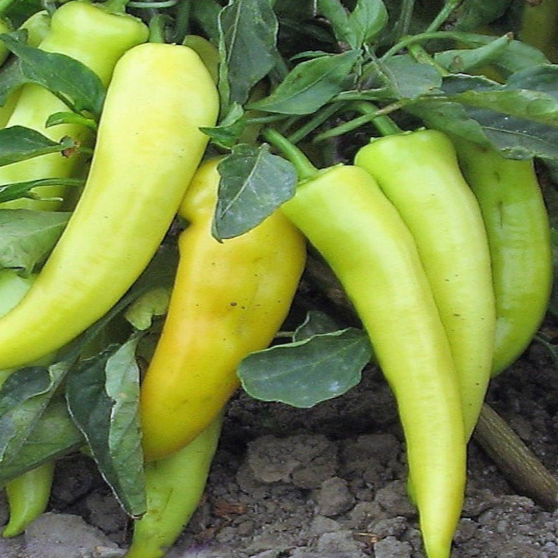 ZIZZLER II Hybrid Hot Pepper Seeds