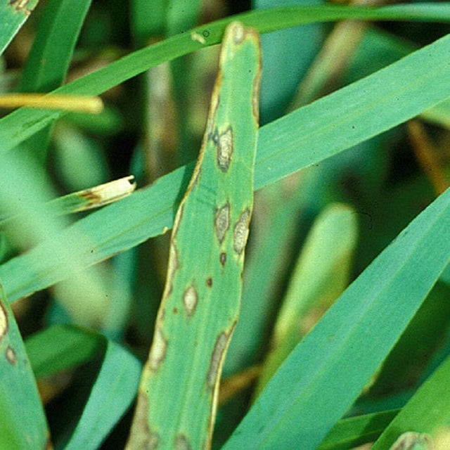 3336F Fungicide