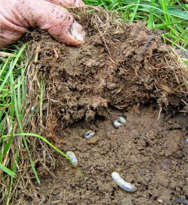 Dylox 6.2 Insecticide Granular
