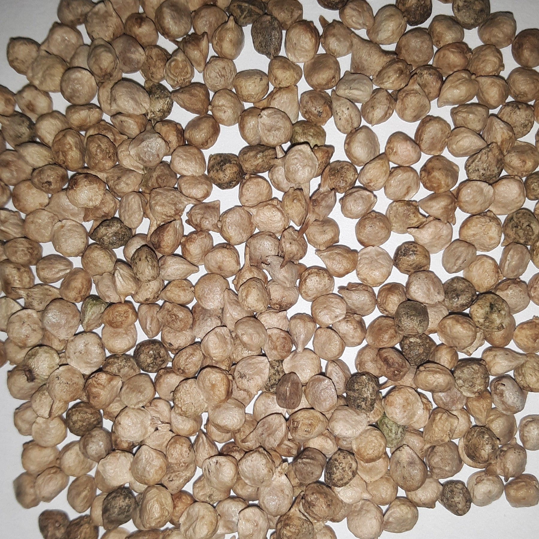 Hammerhead Hybrid Spinach Seeds