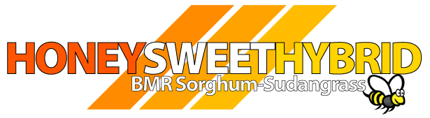 Honey Sweet Hybrid BMR Sorghum-Sudangrass