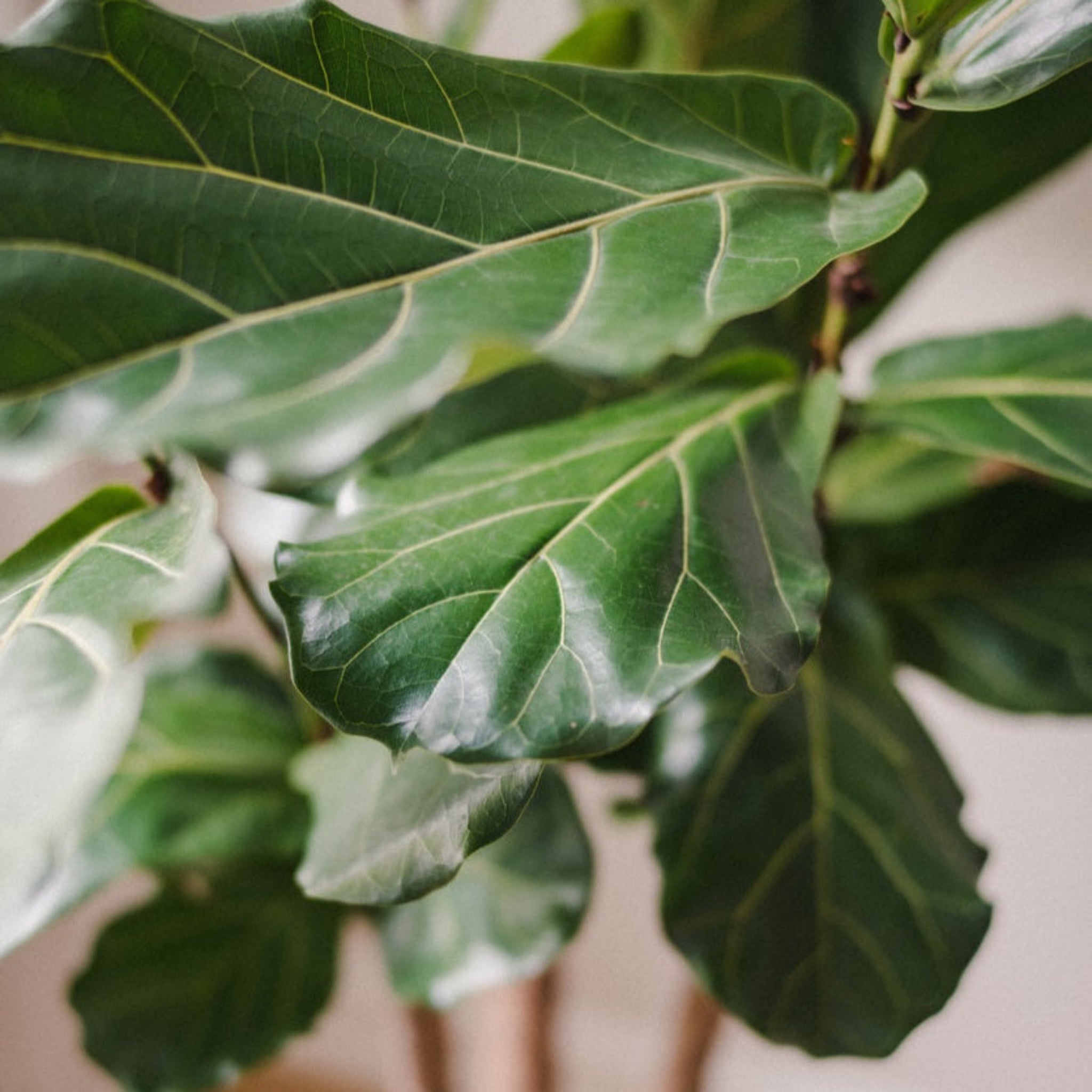 Fiddle Leaf Fig Tree