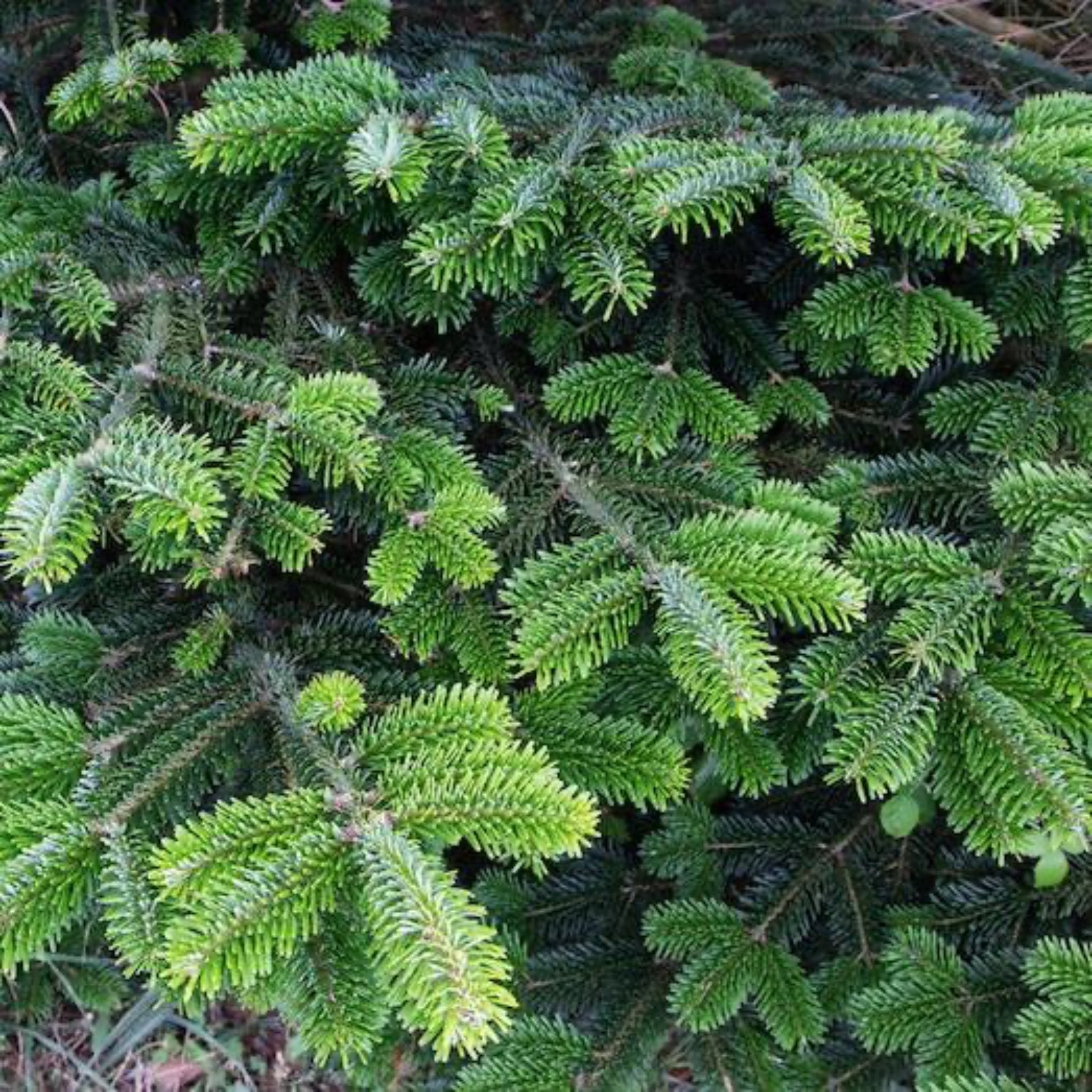 6 ft. Fraser Fir Tree (live cut)