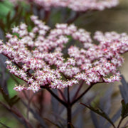 Black Beauty® Elderberry