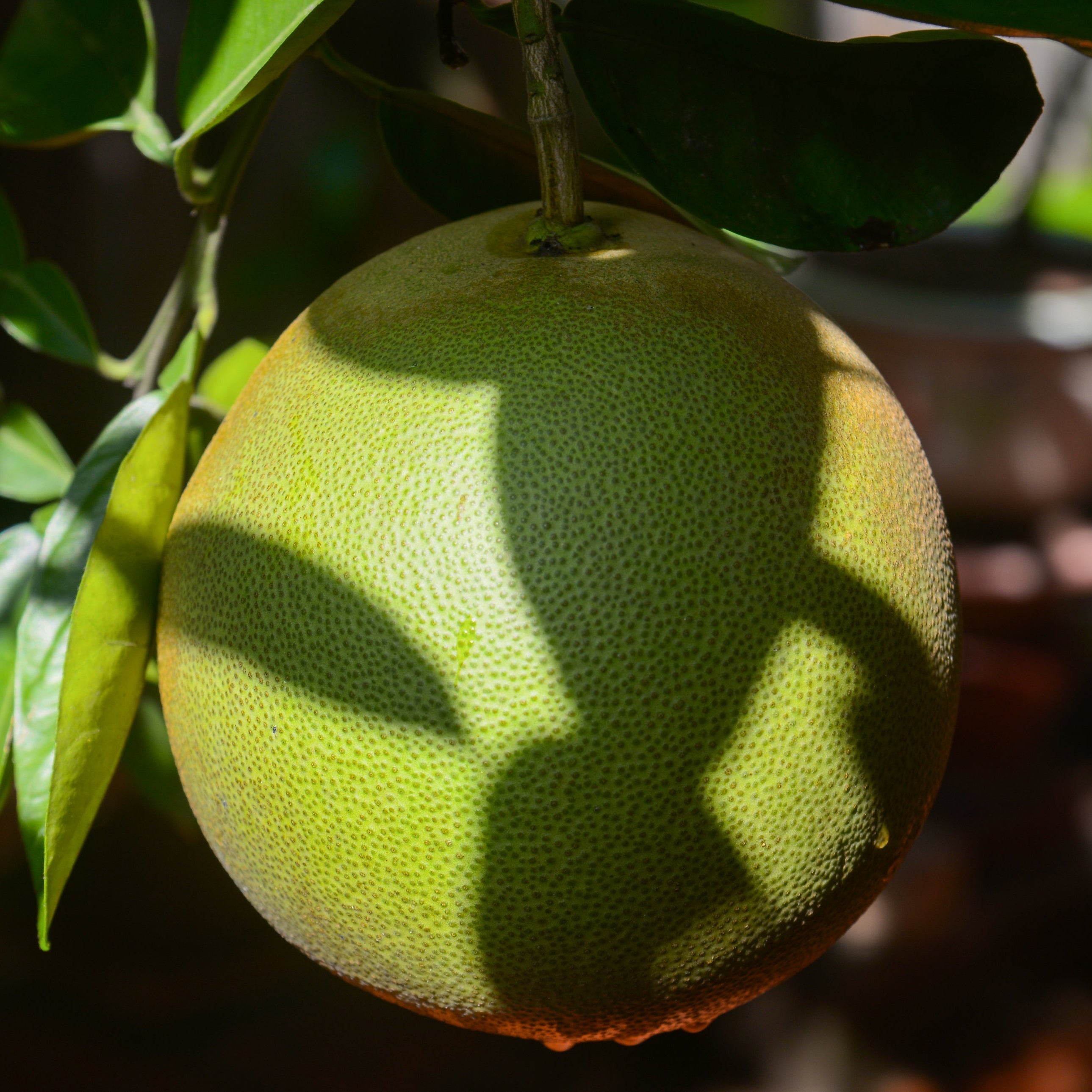 Fresh Premium Emerald Pomelo - Whole Case 24.25lbs