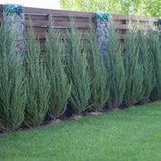 Skyrocket Juniper