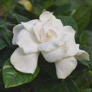 Braided Gardenia Tree