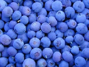 50 Northern HIGHBUSH BLUEBERRY BUSH Vaccinium Fruit Shrub Blue Berry White Flower Seeds