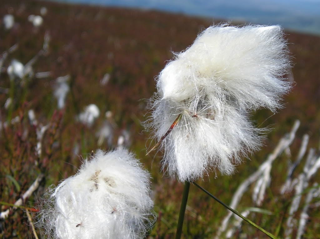 25 TAWNY COTTONGRASS Flower Seeds Eriophorum Virginicum Hare's Tail Cotton Grass Seeds