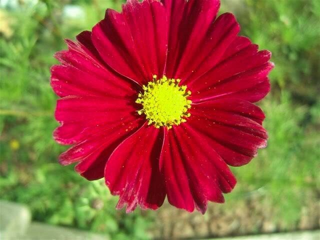 300 Wine Red TETRA VERSAILLES COSMOS Bipinnatus Hummingbird Flower Seeds
