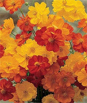 300 BRIGHT LIGHTS COSMOS Mix Mixed Colors Red Orange Yel Bipinnatus Flower Seeds
