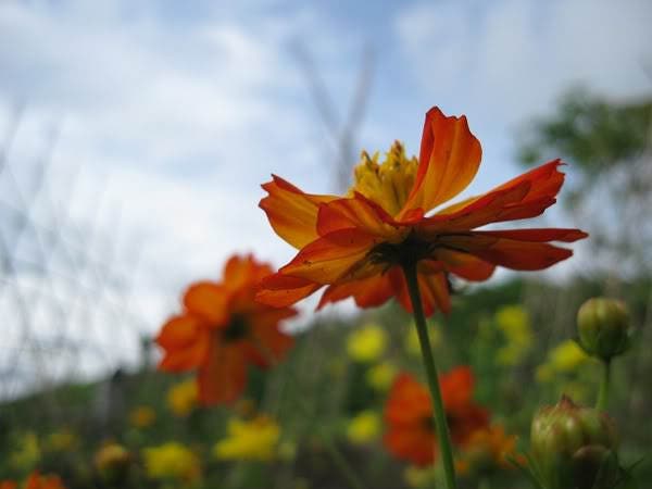 300 BRIGHT LIGHTS COSMOS Mix Mixed Colors Red Orange Yel Bipinnatus Flower Seeds