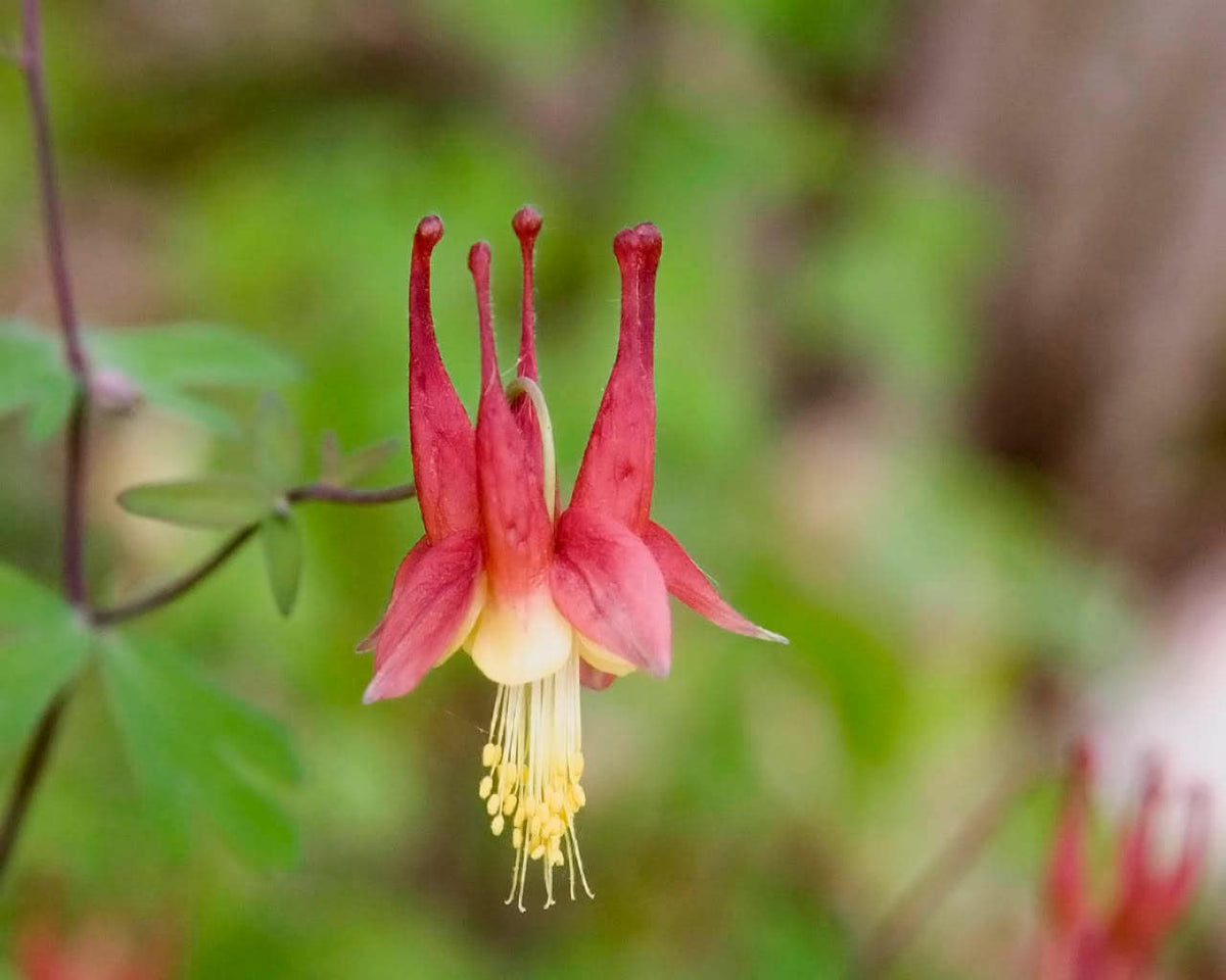 25 CRIMSON STAR COLUMBINE Red & White McKana's Giant Aquilegia Flower Seeds