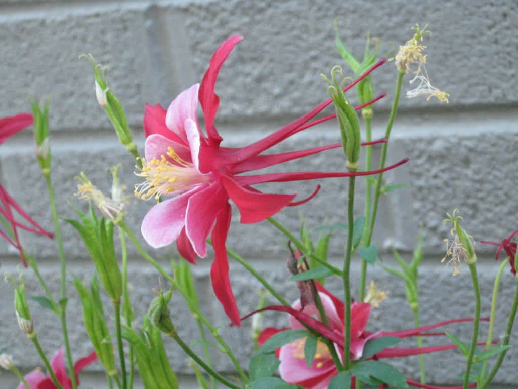 25 CRIMSON STAR COLUMBINE Red & White McKana's Giant Aquilegia Flower Seeds