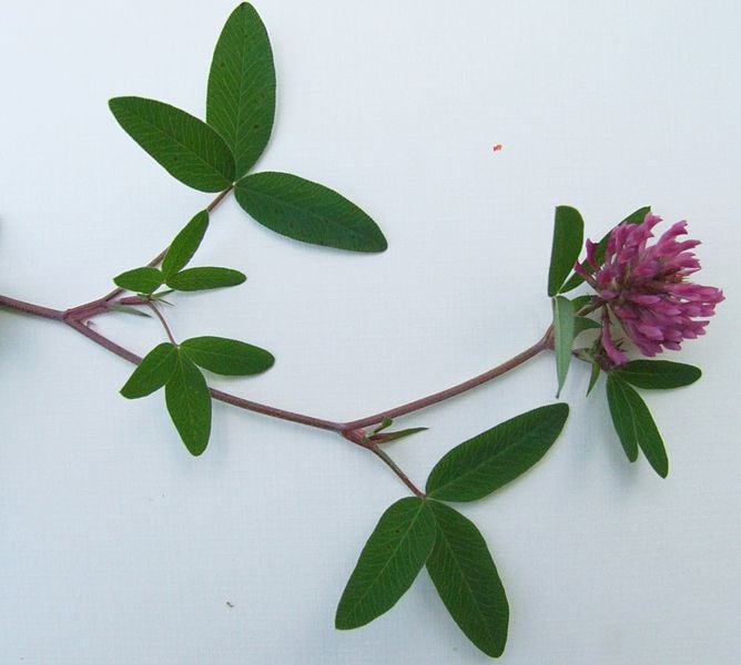 1500 RED CLOVER Monarchs Trifolium Pratense Rose Mauve Flower Ground Cover Seeds