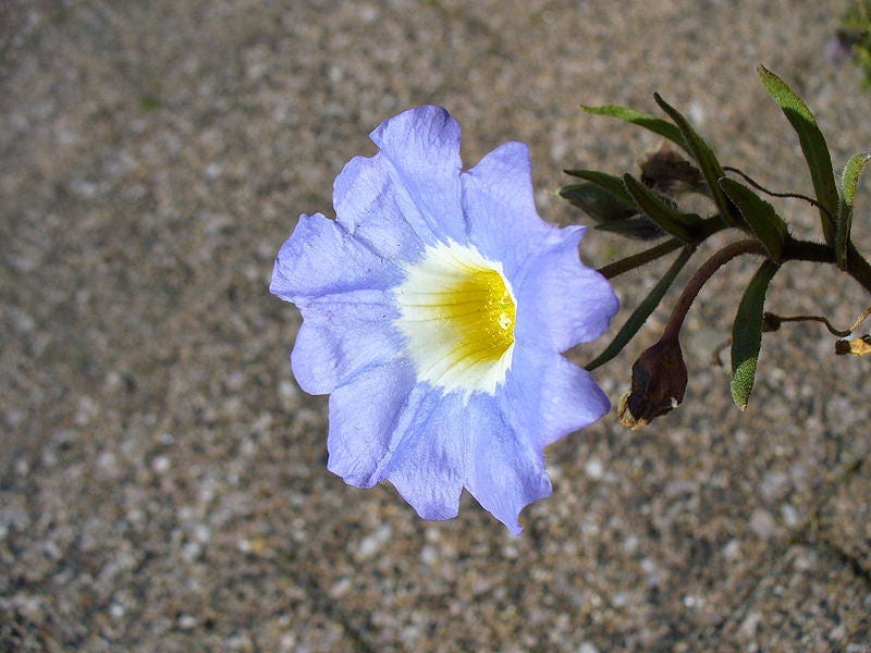 25 BLUE CHILEAN BELLFLOWER Nolana Paradoxa Succulent Ground Cover Flower Seeds