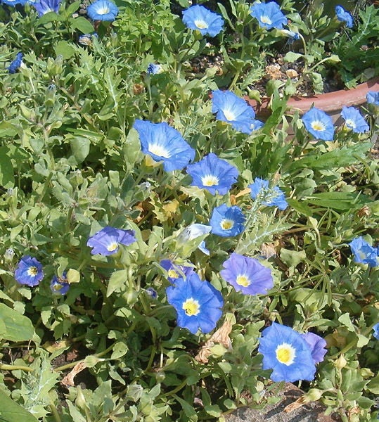 25 BLUE CHILEAN BELLFLOWER Nolana Paradoxa Succulent Ground Cover Flower Seeds
