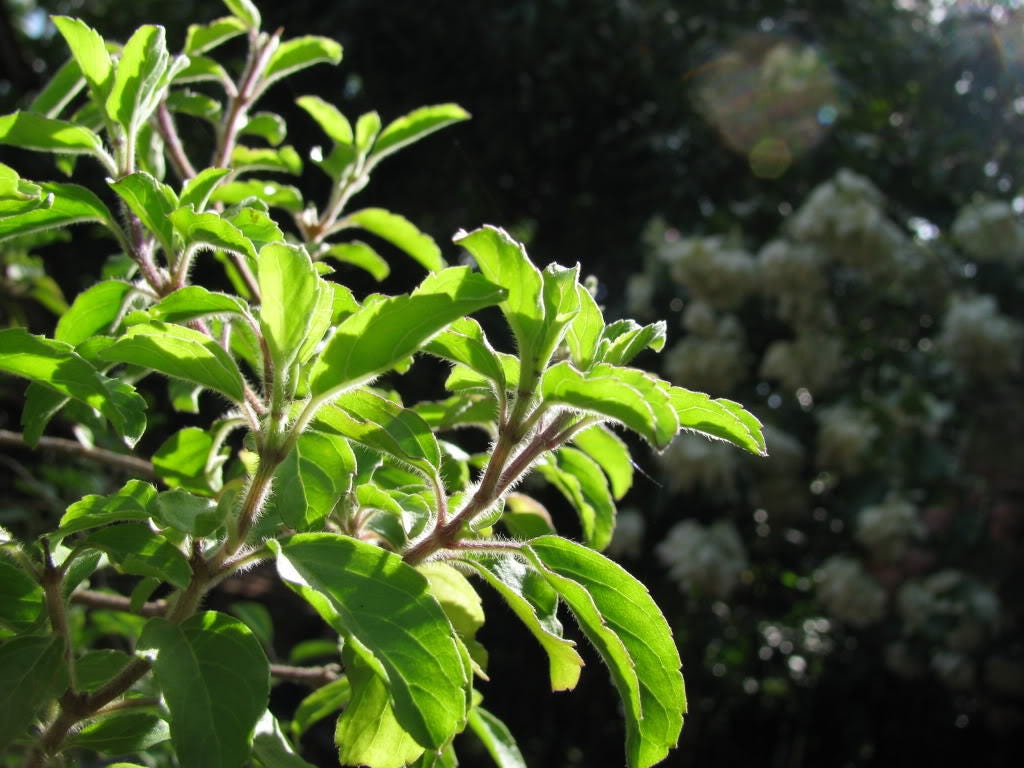 200 MOZZARELLA BASIL Sweet Italian Heirloom Ocimum Basilicum Herb Flower Seeds