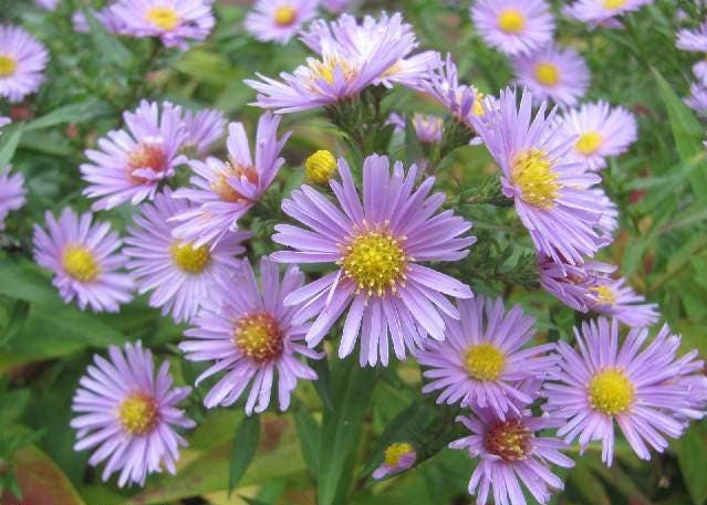 100 HEART LEAVED ASTER Cordifolius Blue Wood Aster Flower Seeds