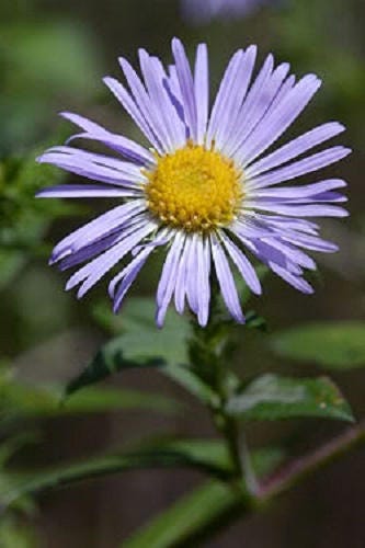 100 HEART LEAVED ASTER Cordifolius Blue Wood Aster Flower Seeds