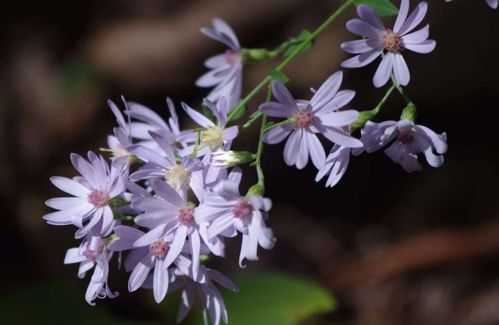100 HEART LEAVED ASTER Cordifolius Blue Wood Aster Flower Seeds