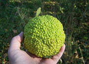 10 HEDGE APPLE Osage Orange Horse Apple Monkey Ball Maclura Pomifera Tree Seeds