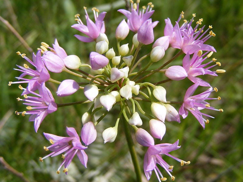 100 PRAIRIE ALLIUM Stellatum Prairie Onion Pink Flower Seeds