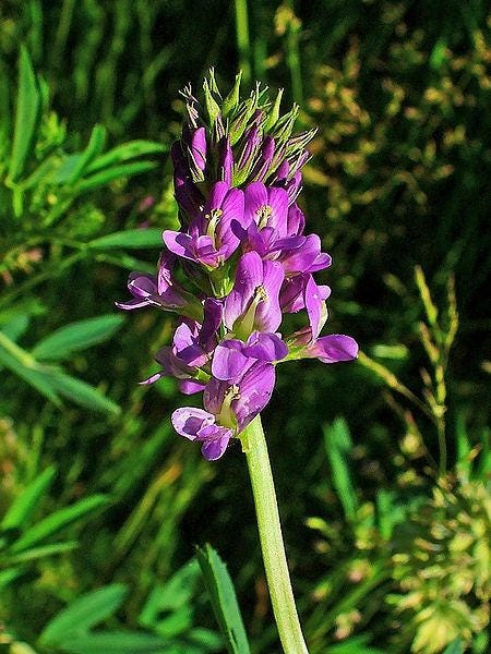 100 CIMARRON ALFALFA Medicago Sativa Ground Cover Forage Purple Flower Seeds