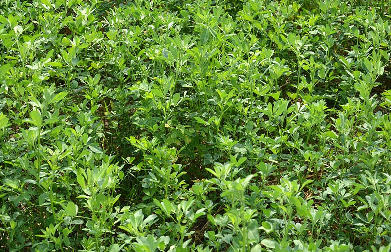 100 CIMARRON ALFALFA Medicago Sativa Ground Cover Forage Purple Flower Seeds