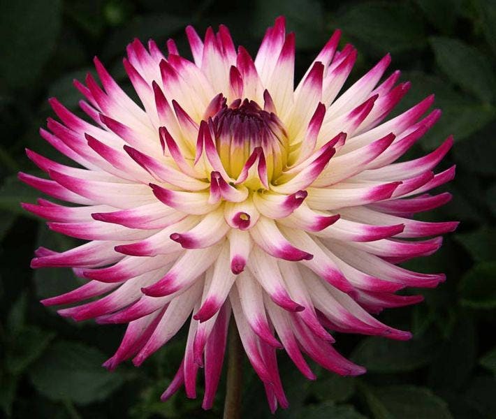 25 CACTUS DOUBLE DAHLIA Mix Variabilis Mixed Colors Hummingbird Flower Seeds