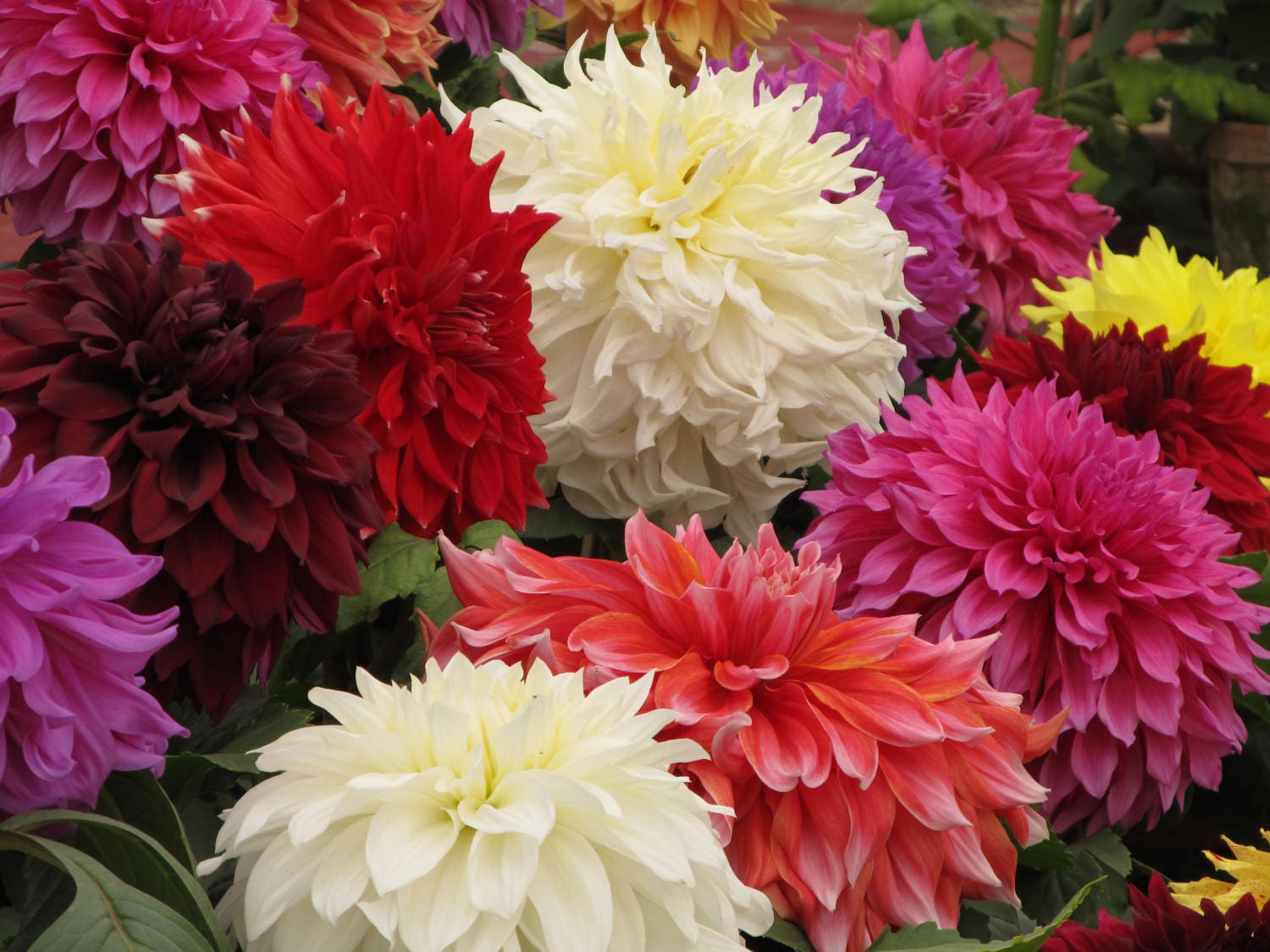 20 Dwarf Mixed Colors REDSKIN DAHLIA Variabilis Red Skin Mix Bicolor Flower Seeds