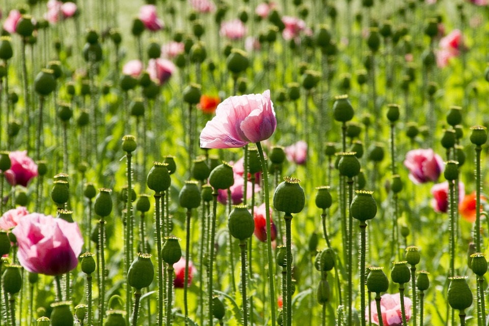 1000 PINK & WHITE POPPY Papaver Somniferum Flower Seeds