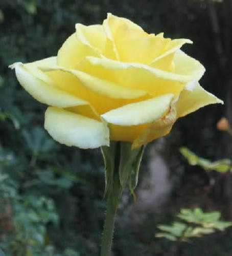 5 YELLOW ROSE Rosa Bush Shrub Perennial Flower Seeds