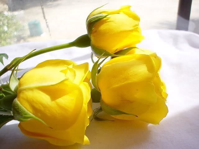 5 YELLOW ROSE Rosa Bush Shrub Perennial Flower Seeds
