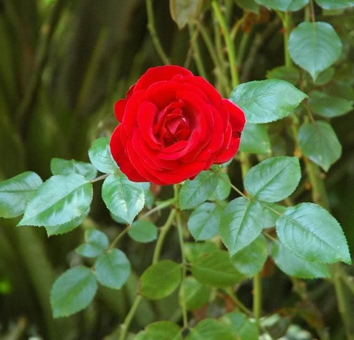 5 RED ROSE Rosa Bush Shrub Perennial Flower Seeds