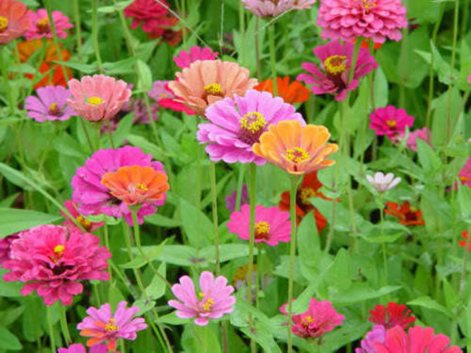 250 ZIN MASTER ZINNIA Mix Elegans Mixed Colors Flower Seeds